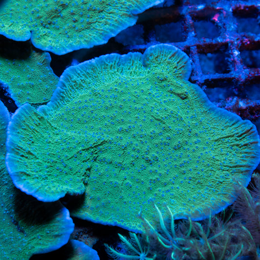 Blue Polyp Montipora Cap