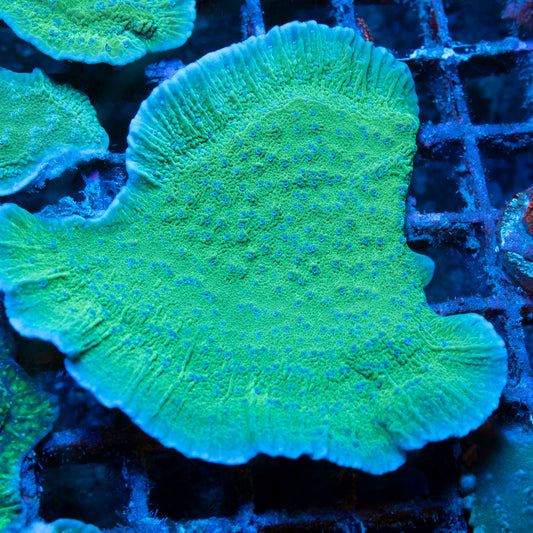 Blue Polyp Montipora Cap