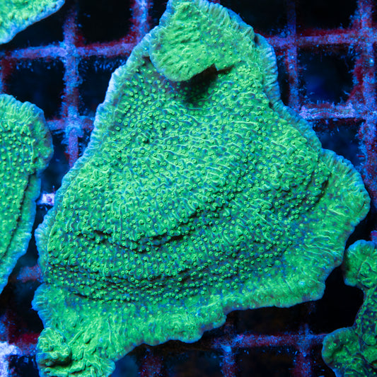 Green Monti