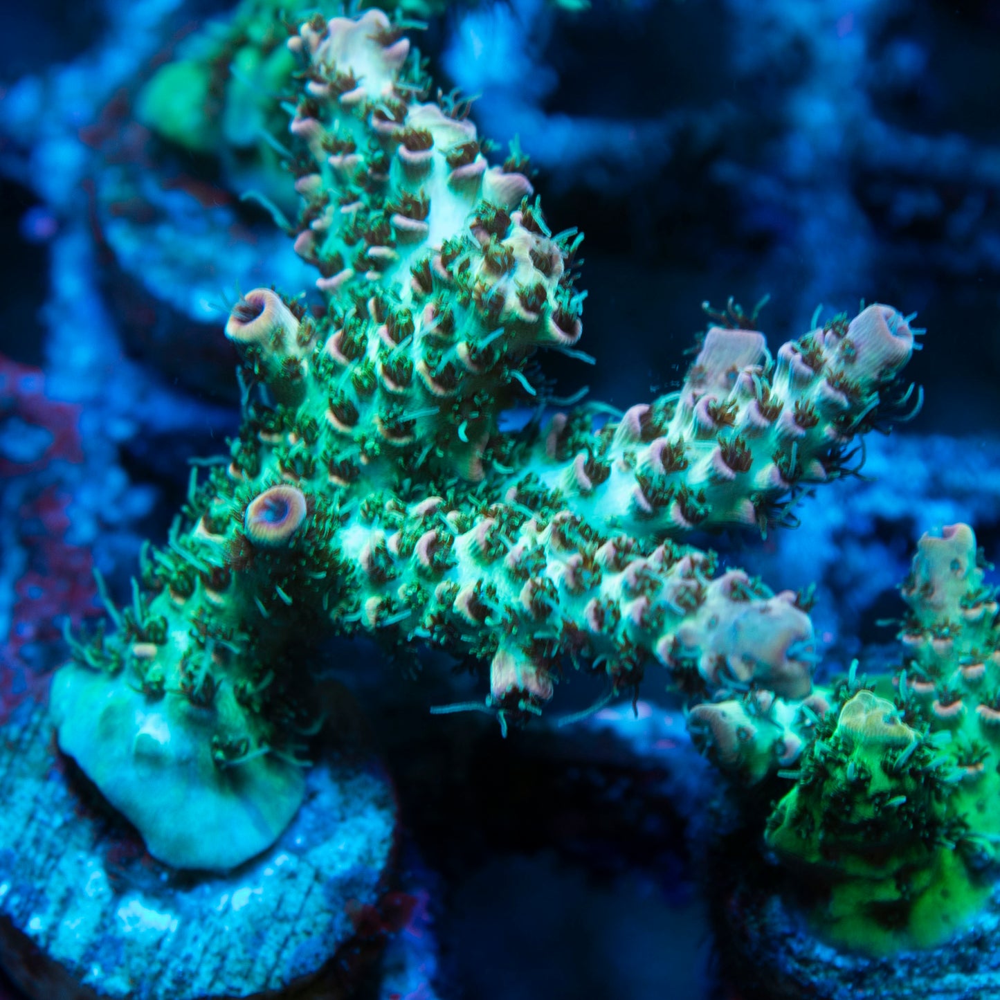 TSA Rose Bloom Acropora