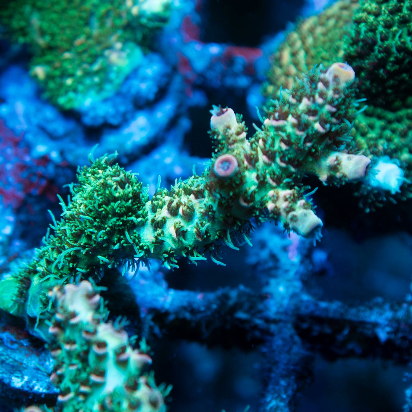 TSA Rose Bloom Acropora