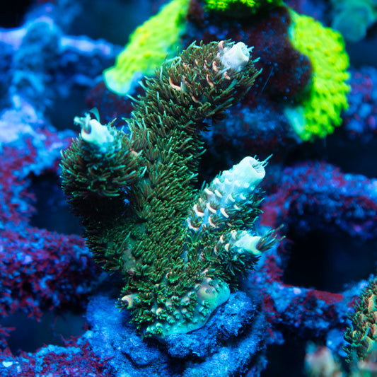 AGC Orange Sherbet Milli Acropora