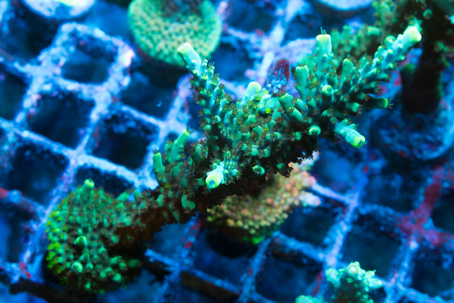 Forest Green Acropora