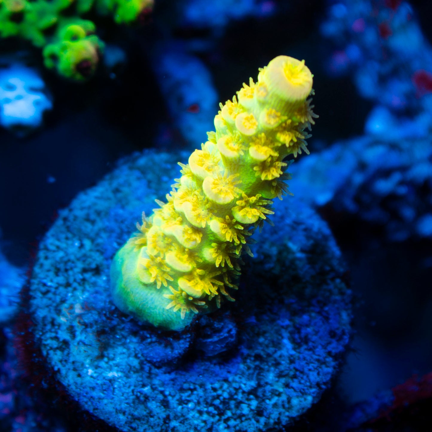 Big R Walt Disney Acropora