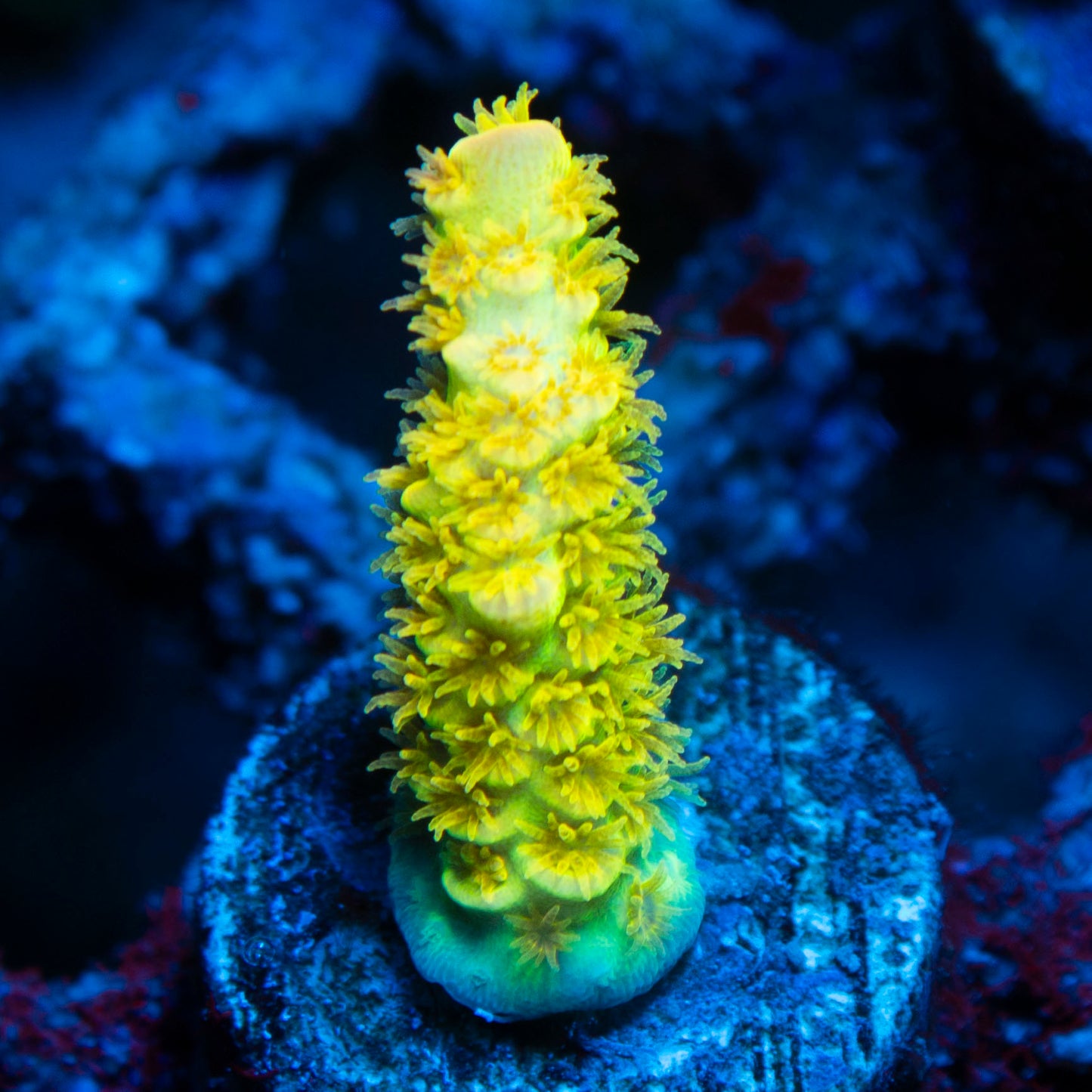 Big R Walt Disney Acropora