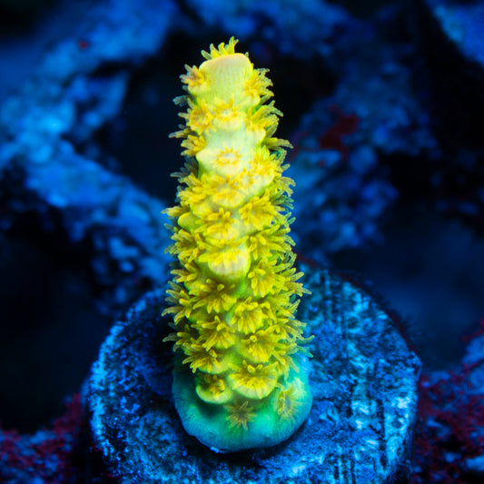 Big R Walt Disney Acropora