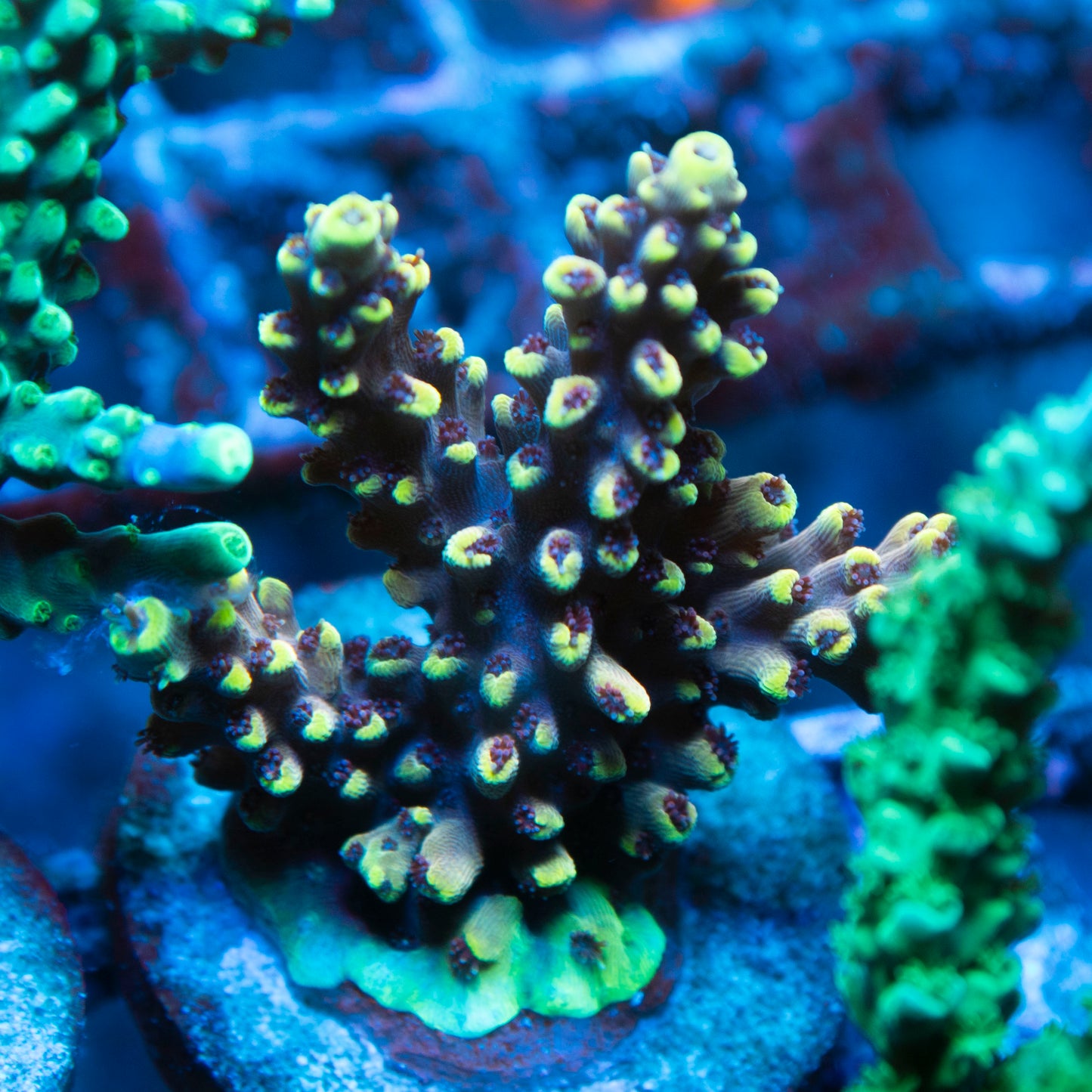 pikachu acropora
