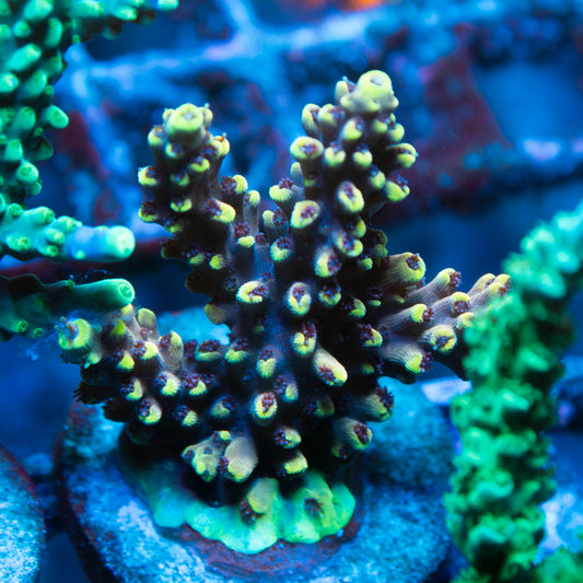 pikachu acropora