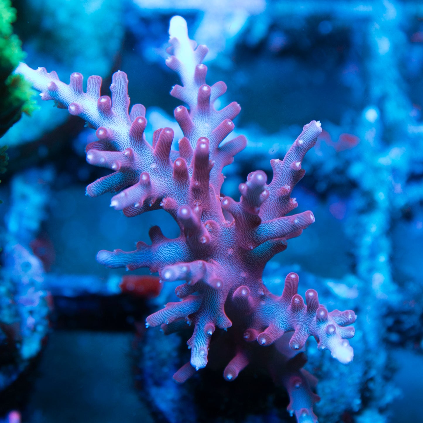 red dragon acropora