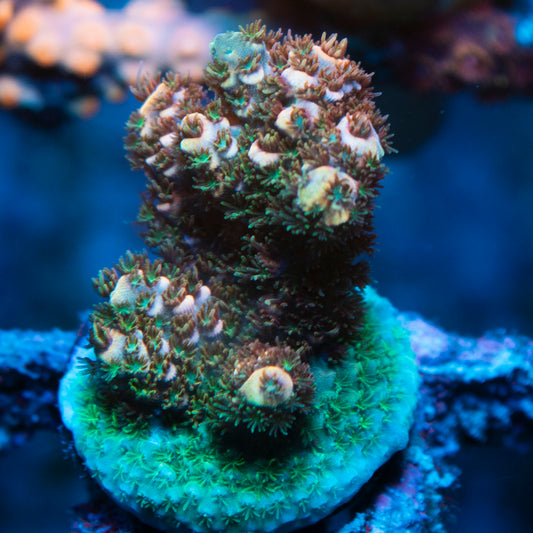 Assorted Acropora