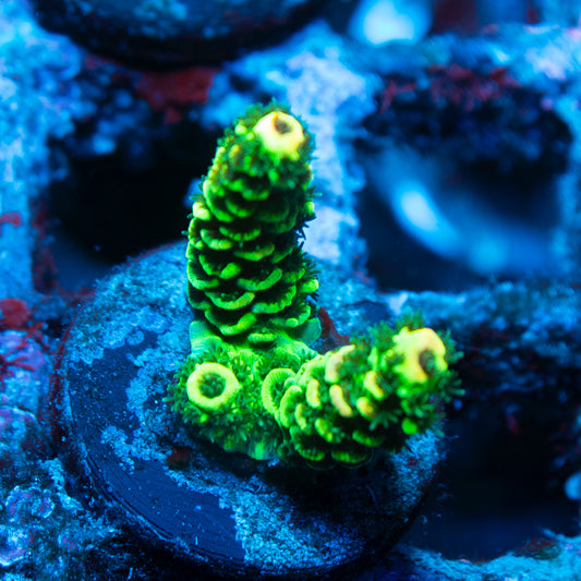 Assorted Acropora