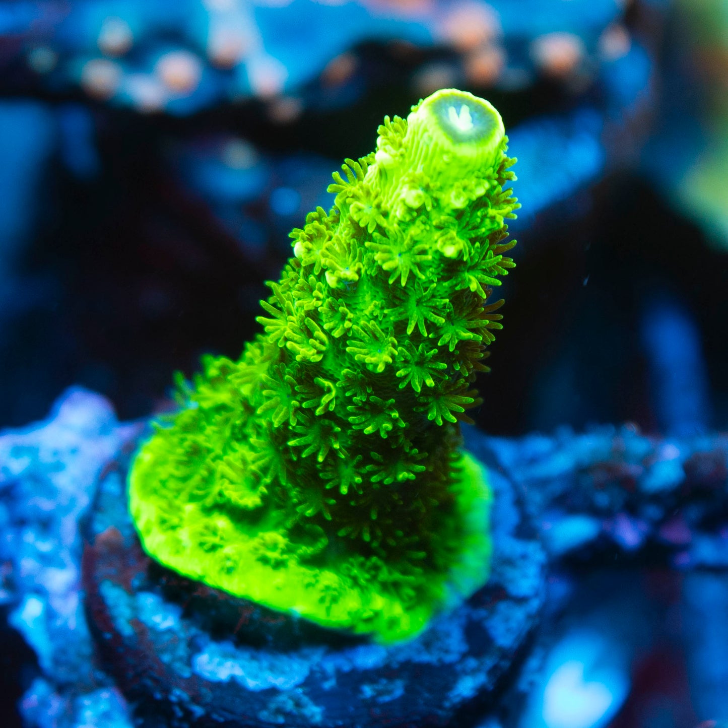 Assorted Acropora
