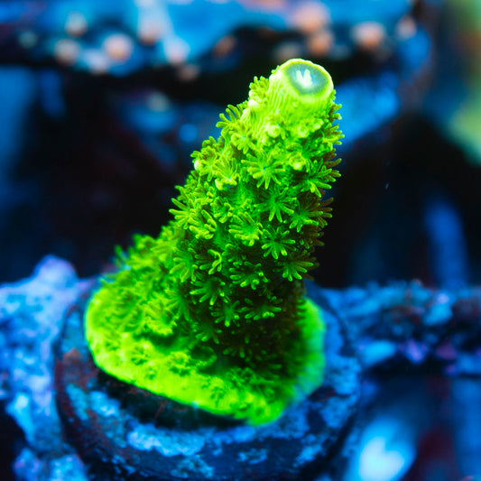 Assorted Acropora