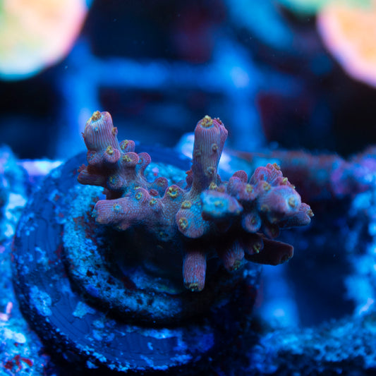 Assorted Acropora