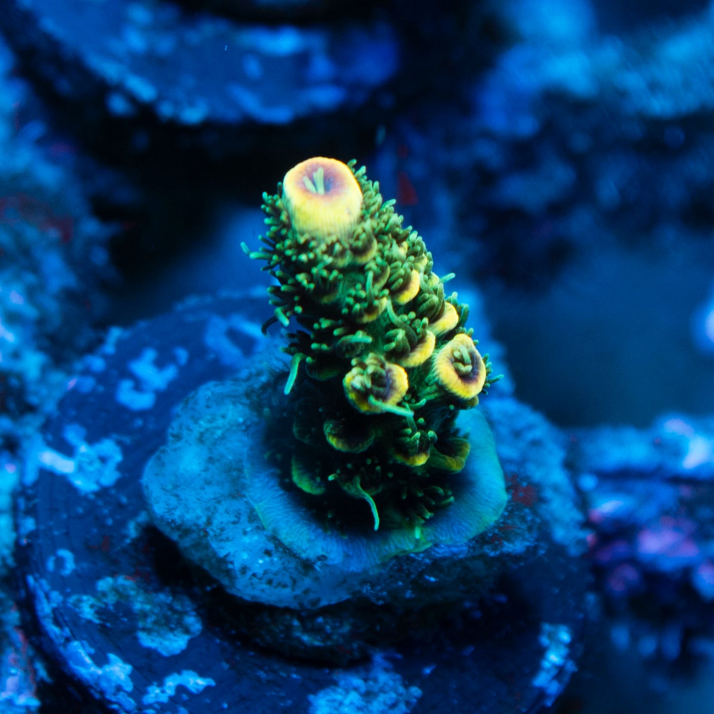 Assorted Acropora