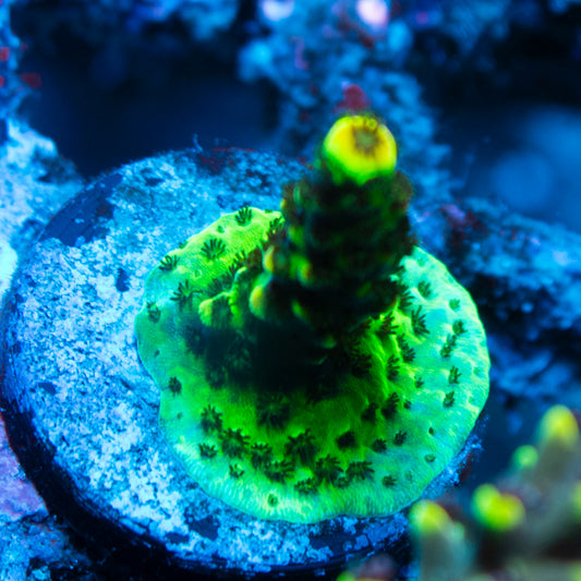Assorted Acropora