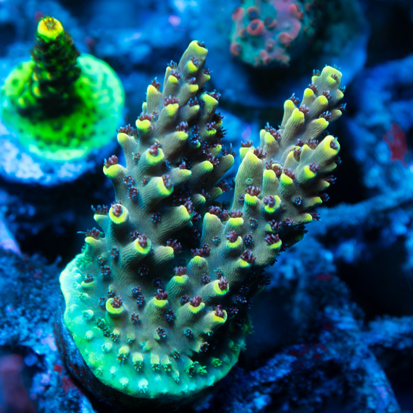 pikachu acropora