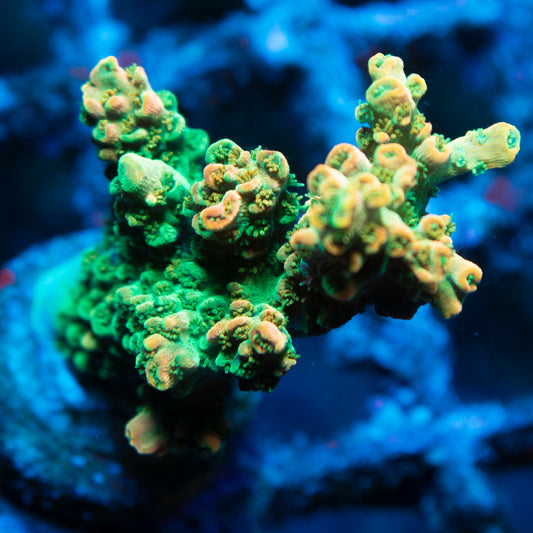 TSA Dan Aykroyd Acropora
