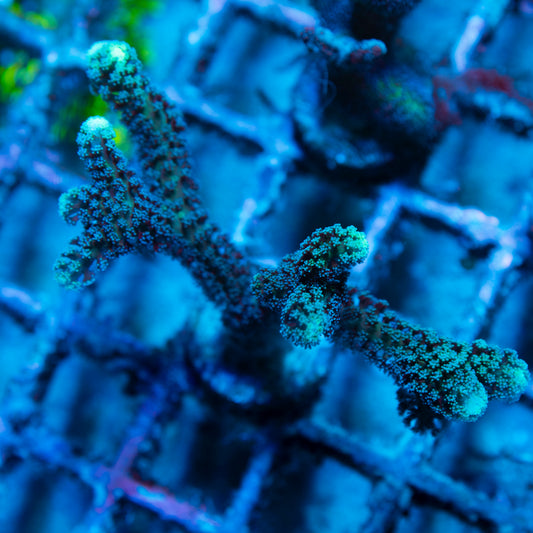 Neon Tip Seriatopora
