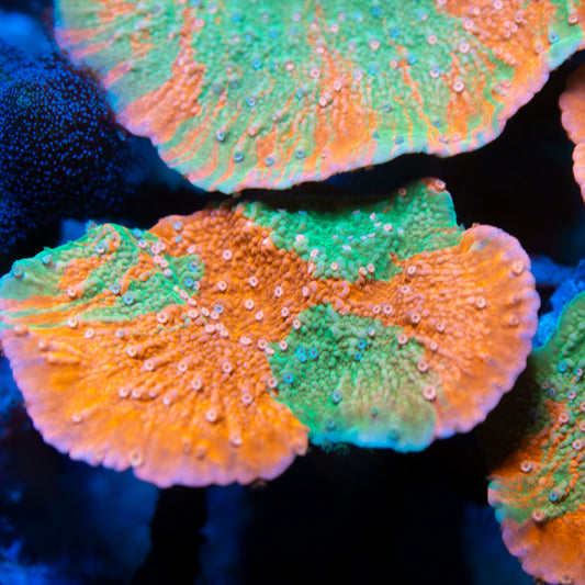 Graffted Montiopora Cap