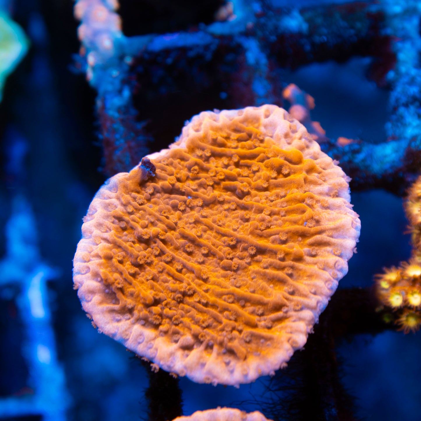 Red Cap Montipora