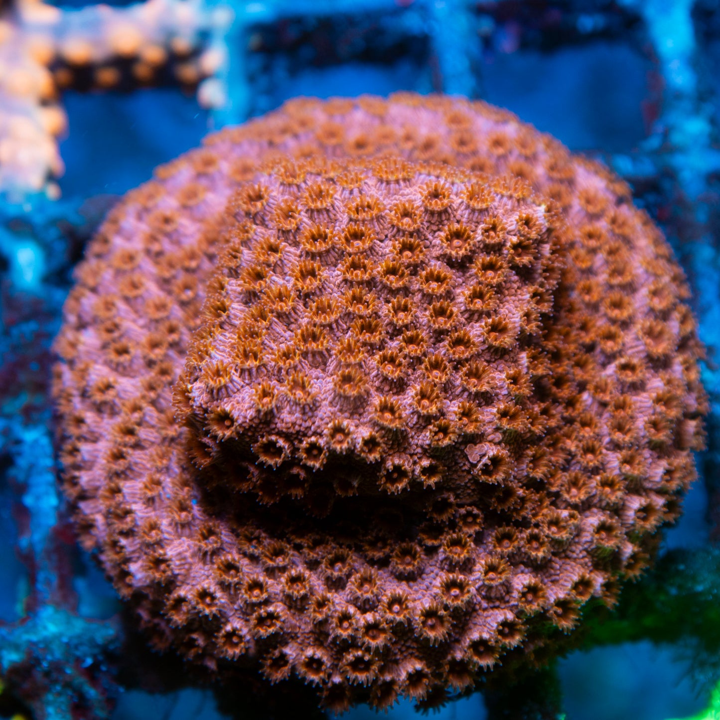 Random Cyphastrea