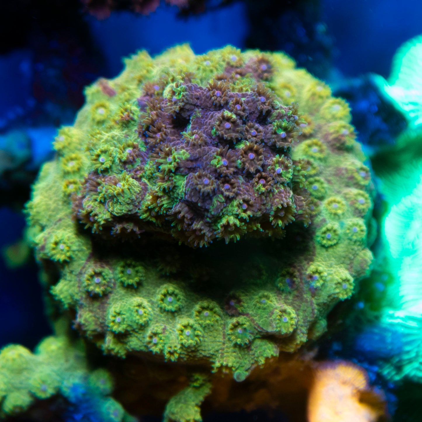 Random Cyphastrea