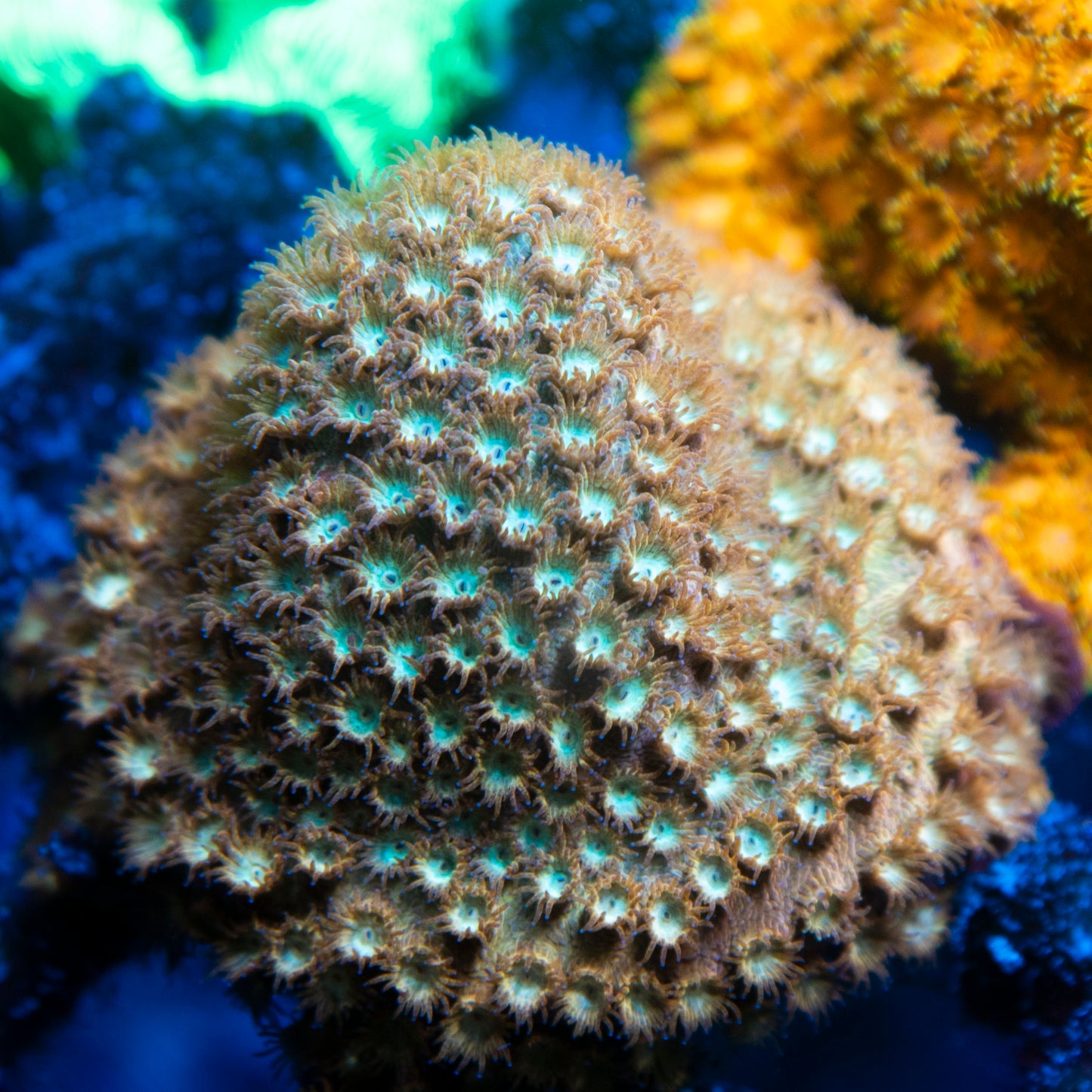 Random Cyphastrea