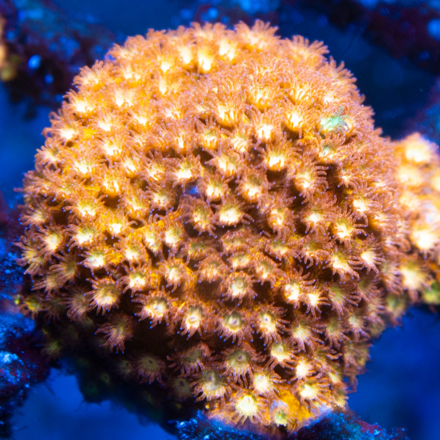 Random Cyphastrea