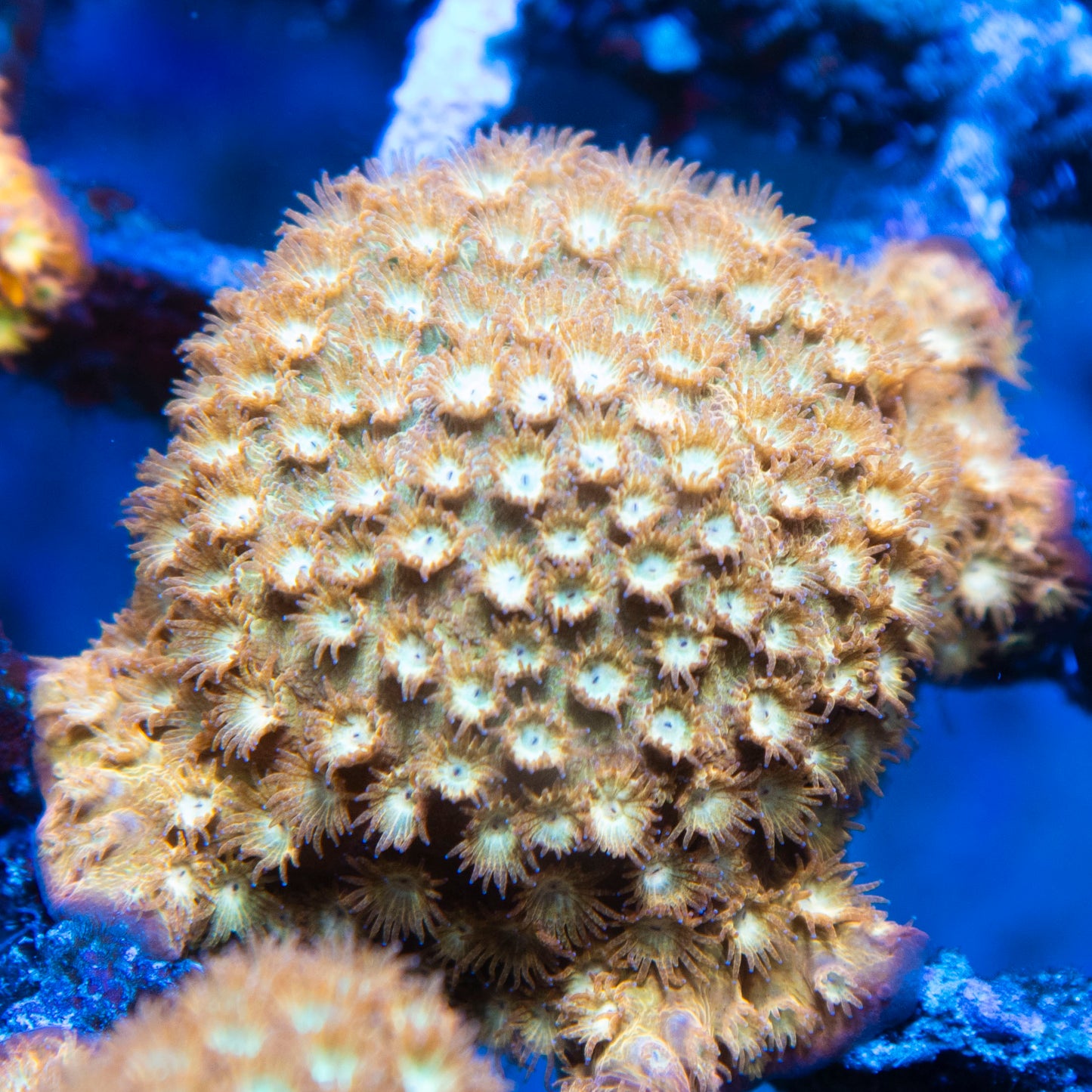 Random Cyphastrea