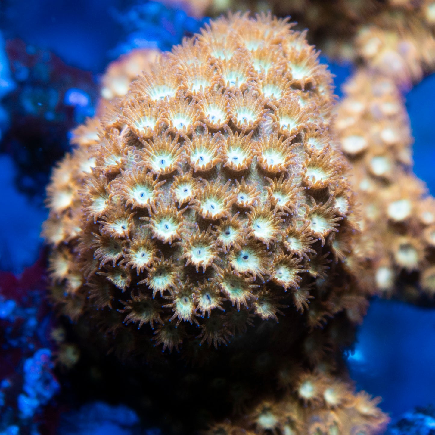 Random Cyphastrea