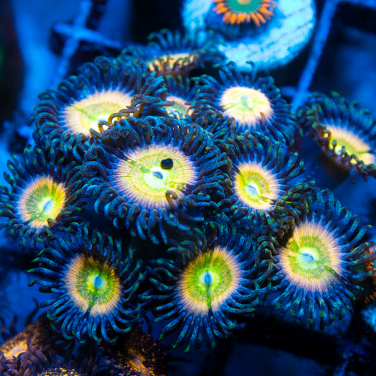 power infusion Zoa