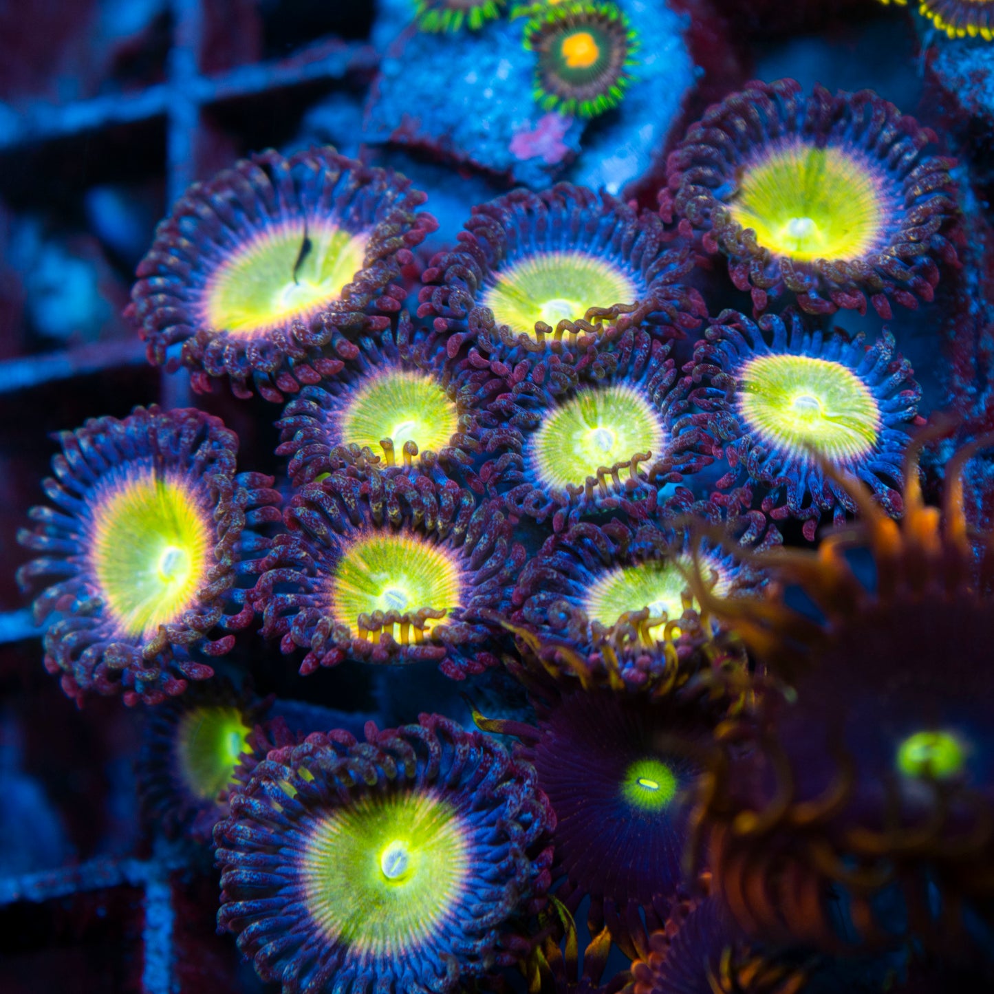power infusion Zoa