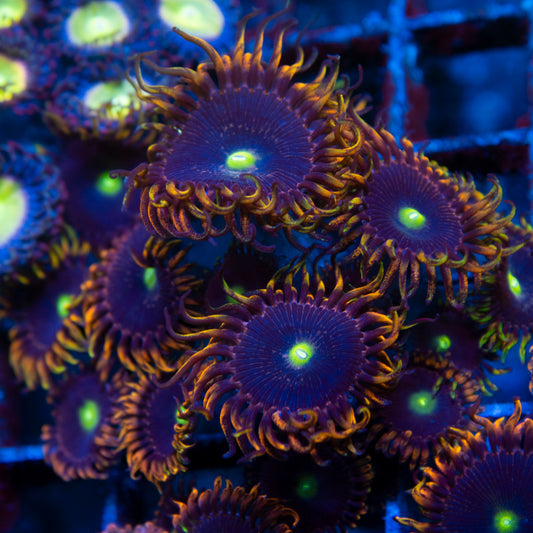 LC Antimater Zoas