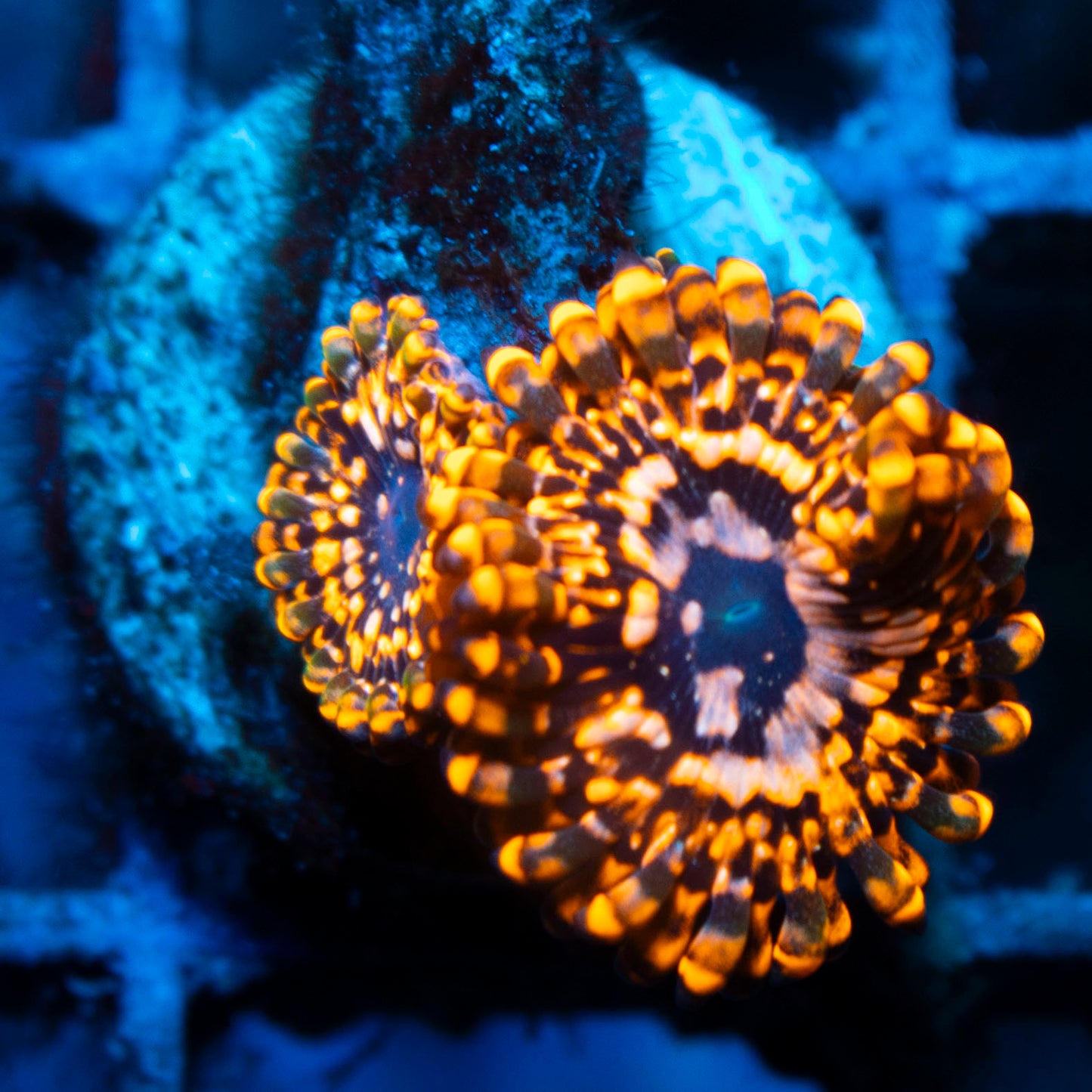 Utter Chaos Zoa