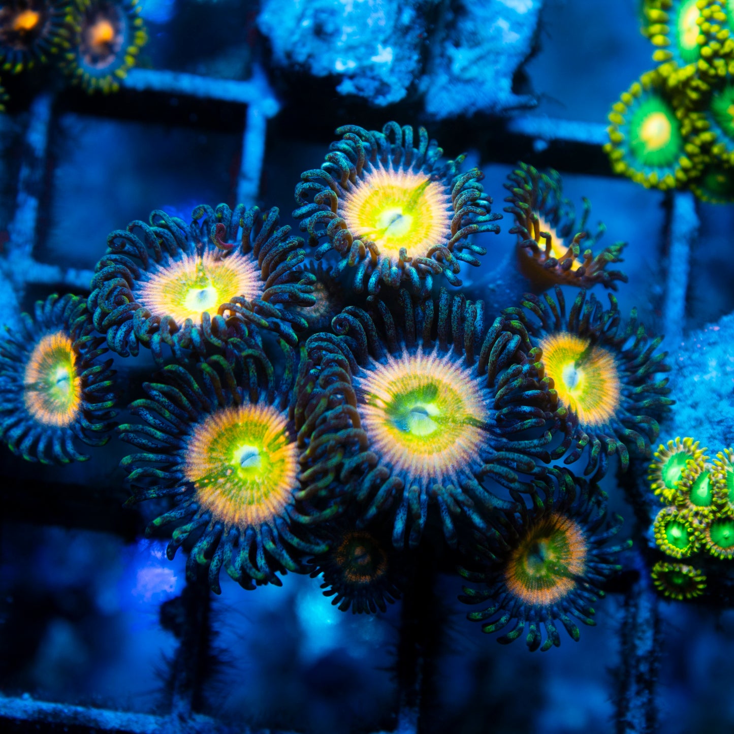 power infusion Zoa