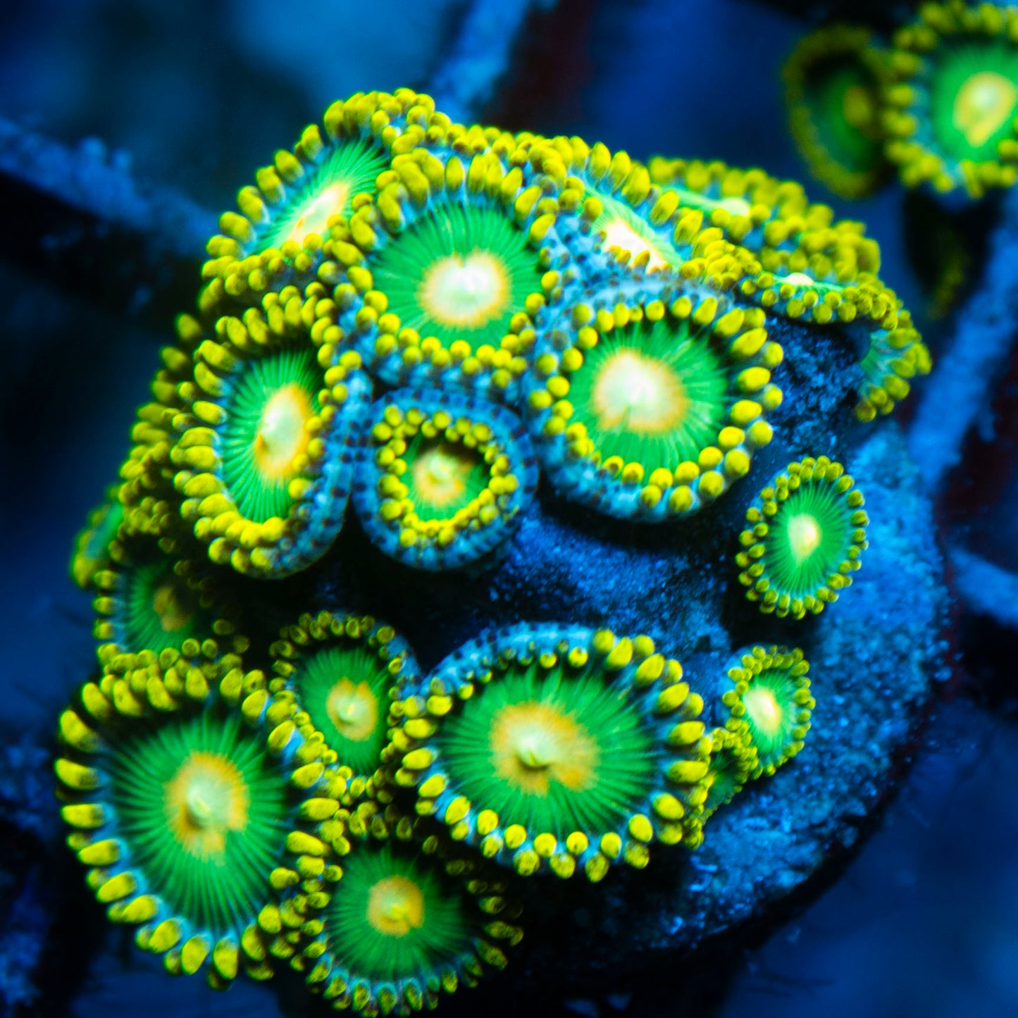 Green Bay Packers Zoas