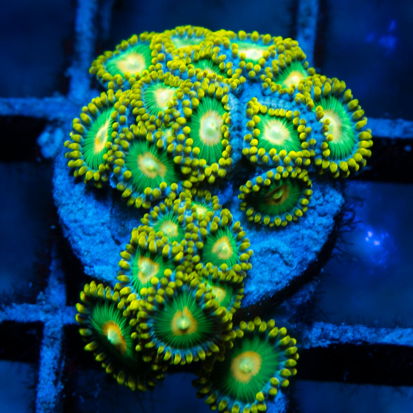 Green Bay Packers Zoas