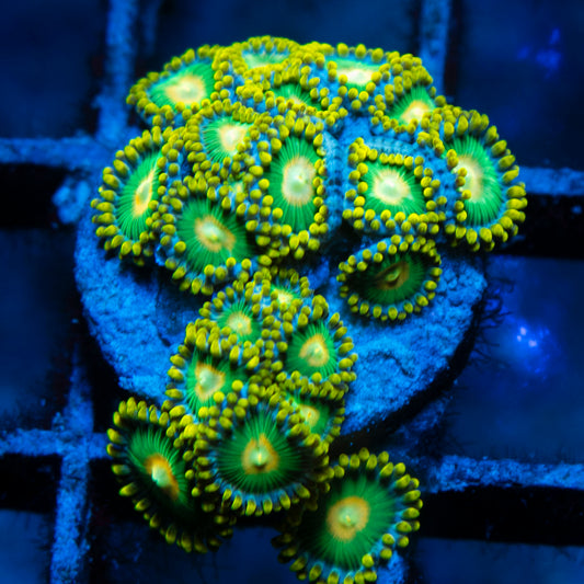 Green Bay Packers Zoas