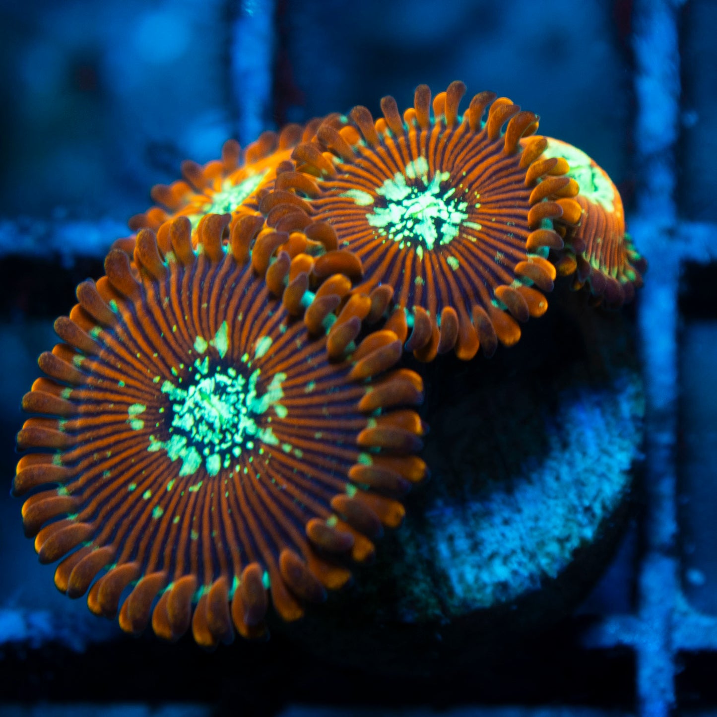 magician zoa