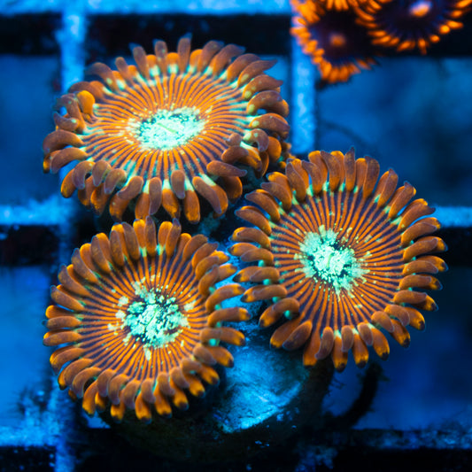magician zoa