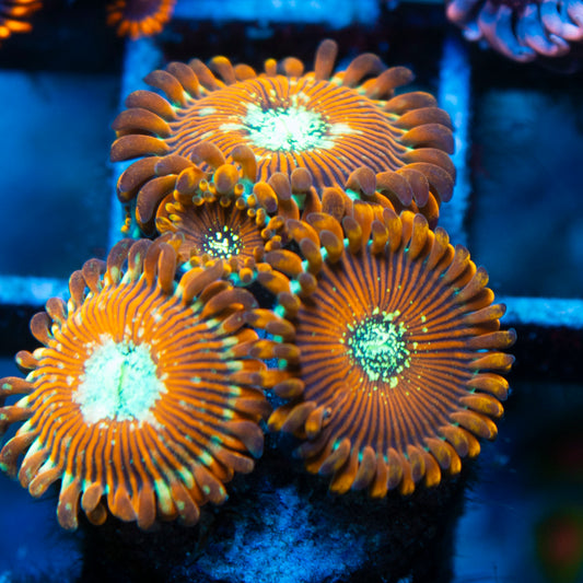 magician zoa