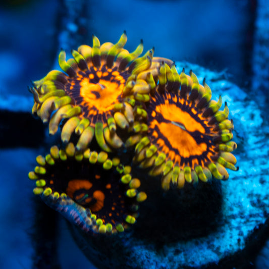 reverse hallucination zoa