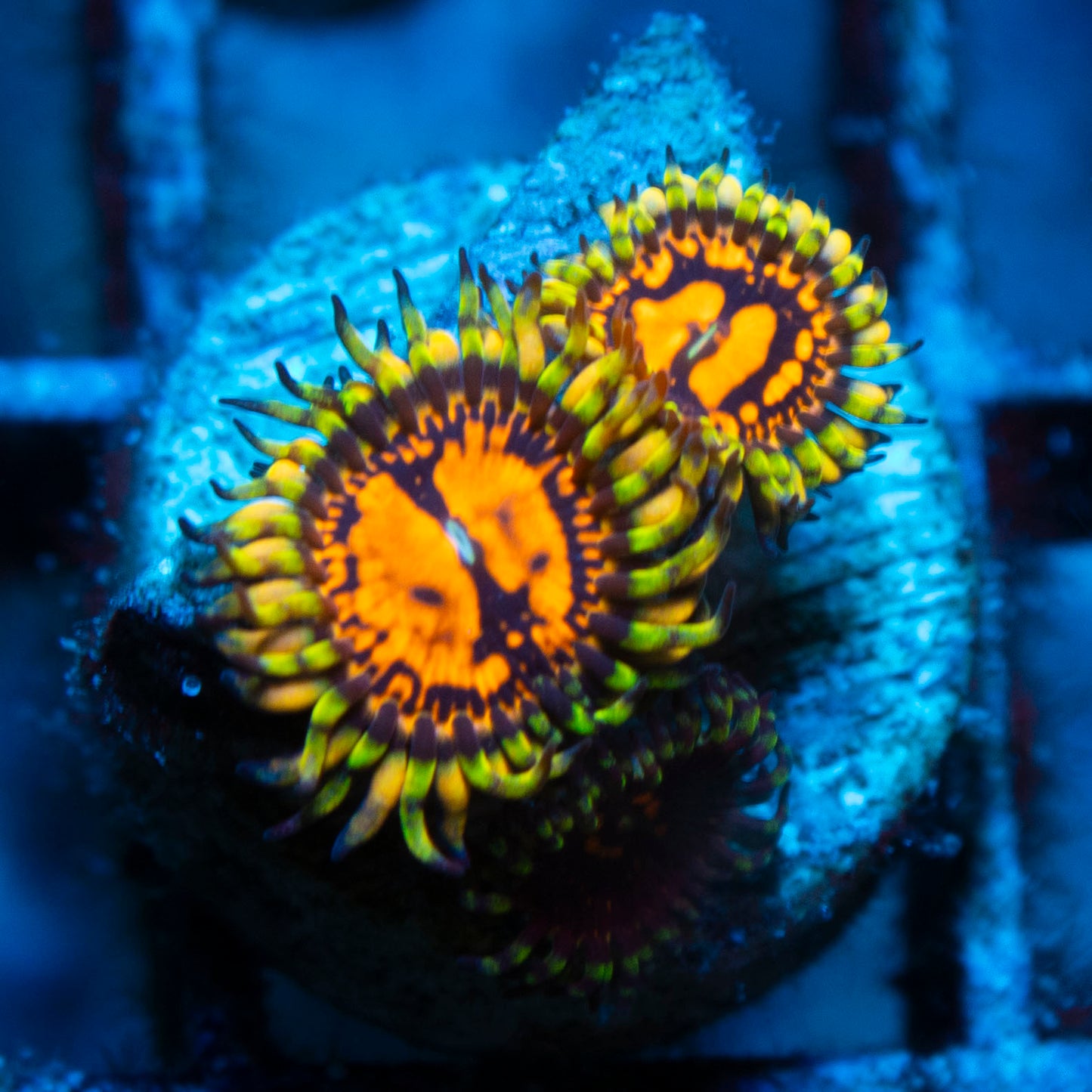 reverse hallucination zoa
