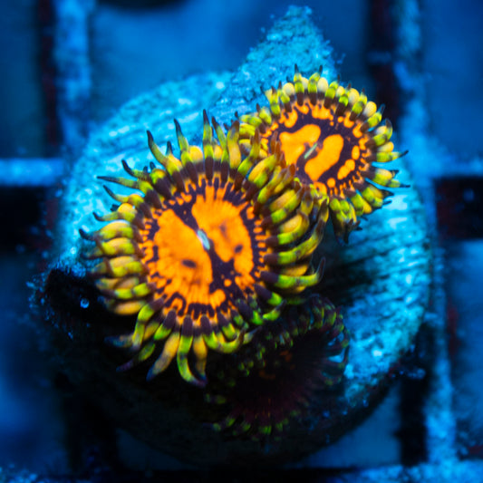 reverse hallucination zoa