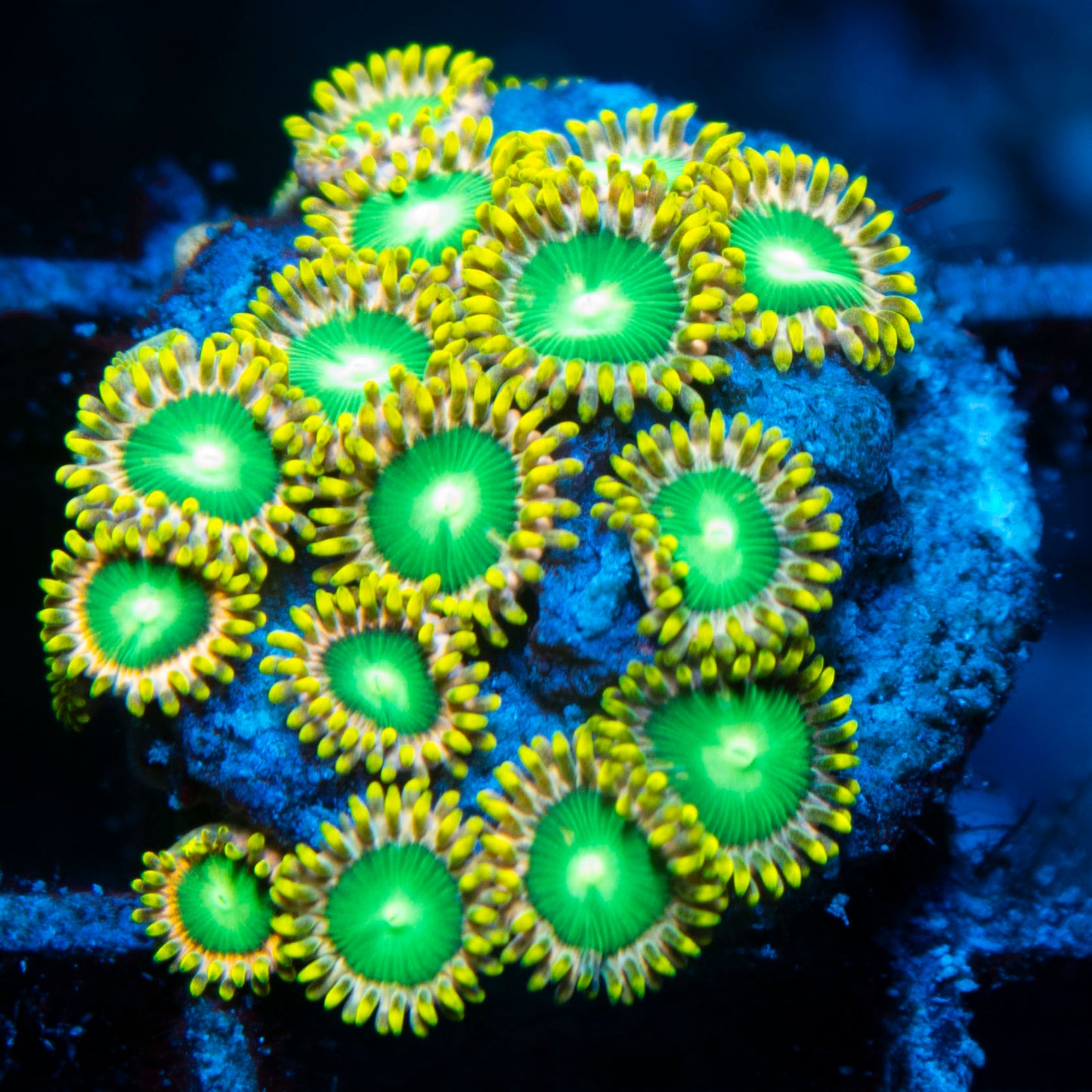 Radioactive Dragon Eye Zoa
