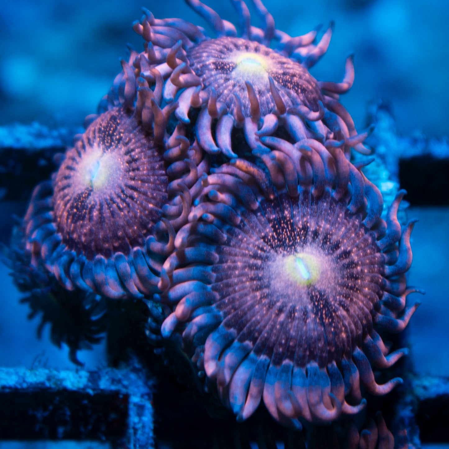 Playboy Zoas