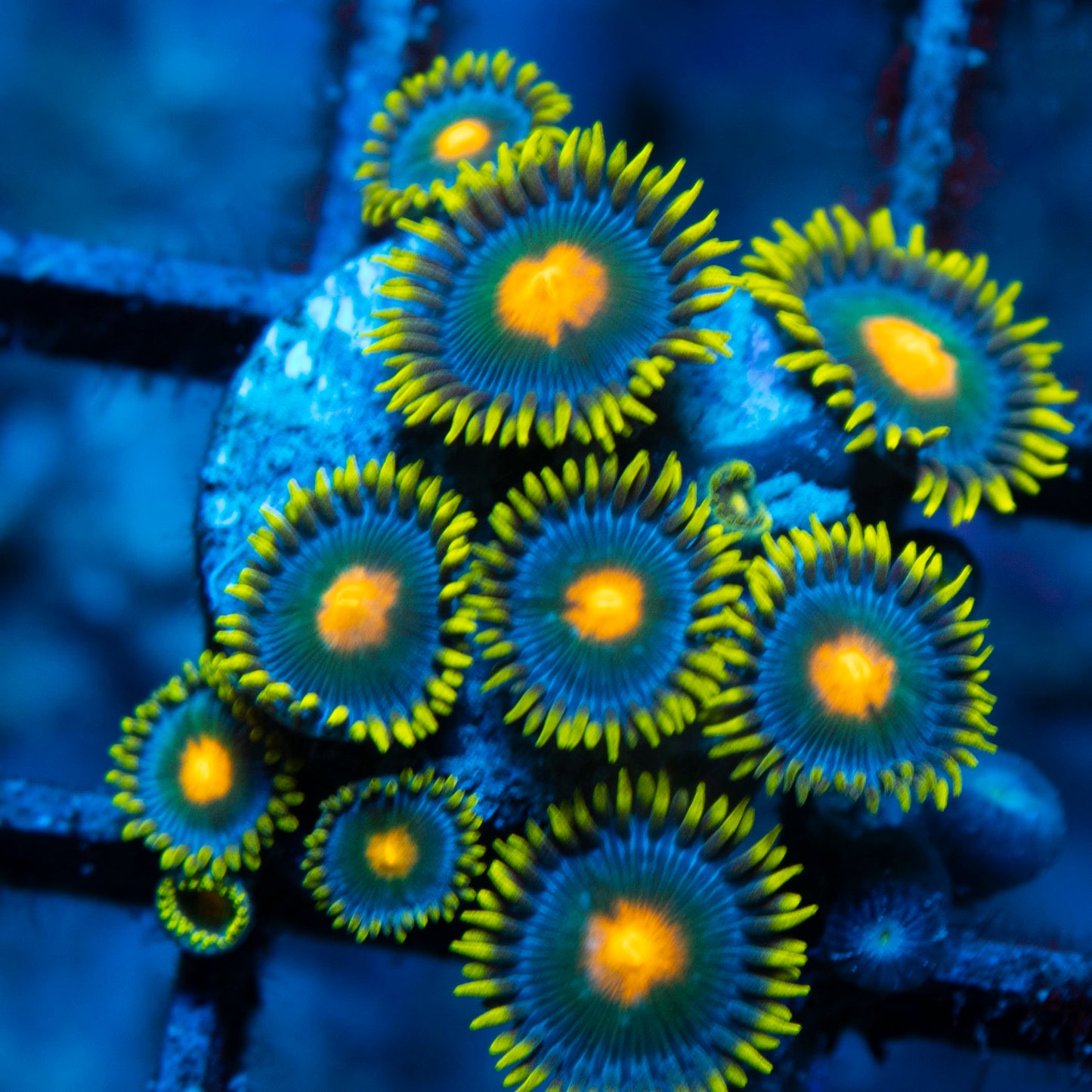Blueberry Zoas