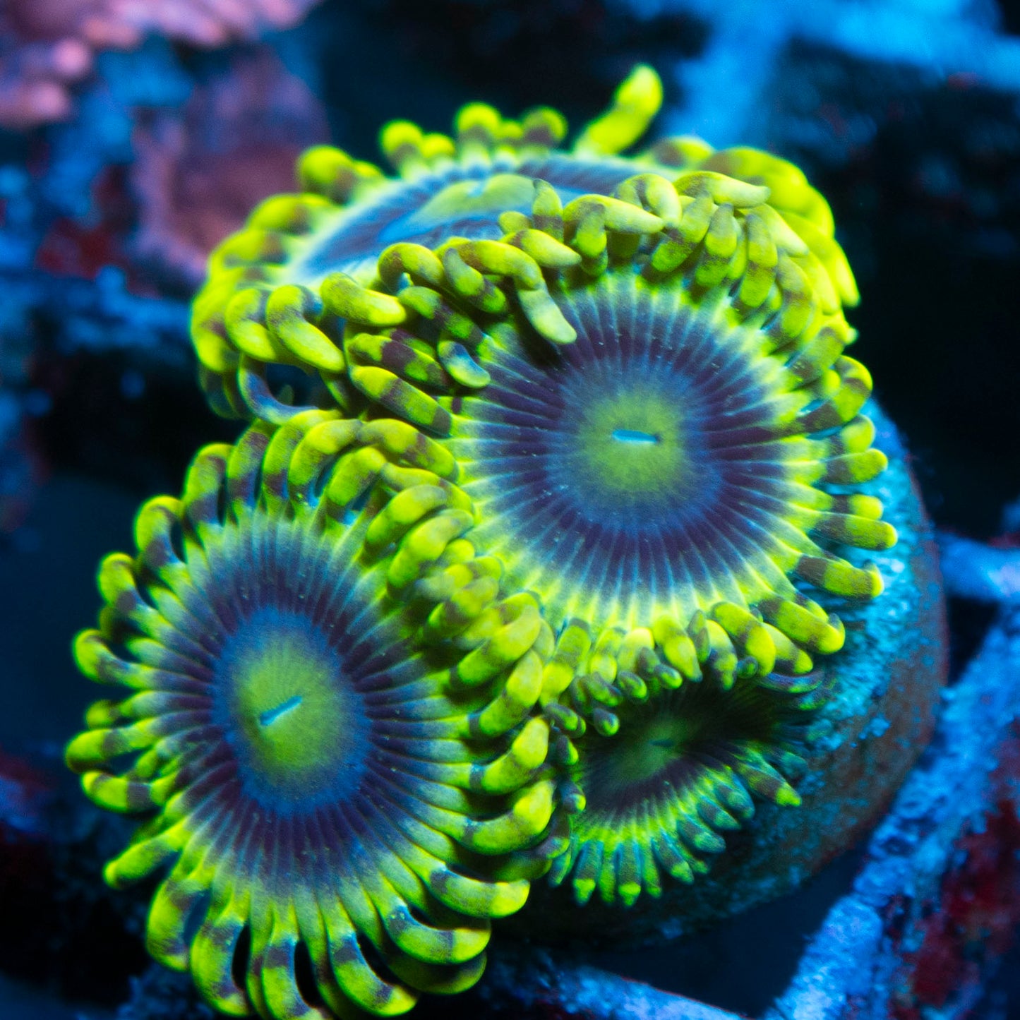 Rare Mr Meeseeks Zoa