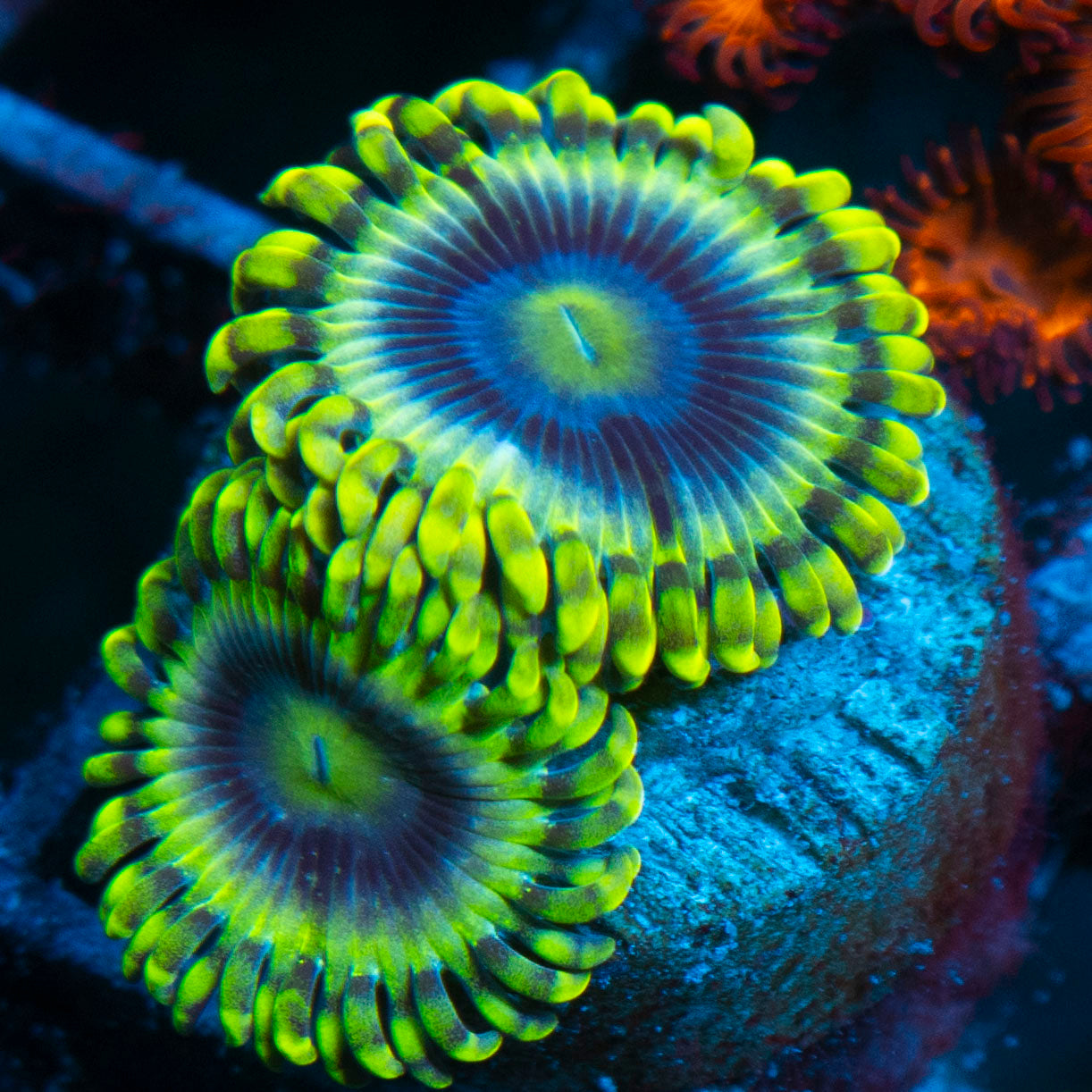 Rare Mr Meeseeks Zoa